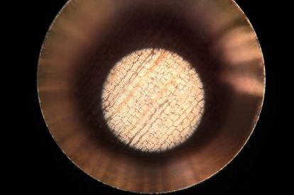 Kombinirane prirodne nauke Biologija - praktična nastava 2