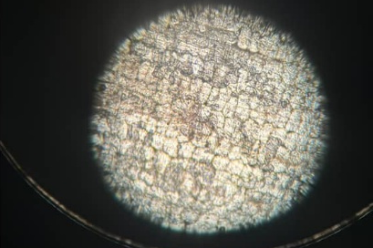 Kombinirane prirodne nauke Biologija - praktična nastava 1